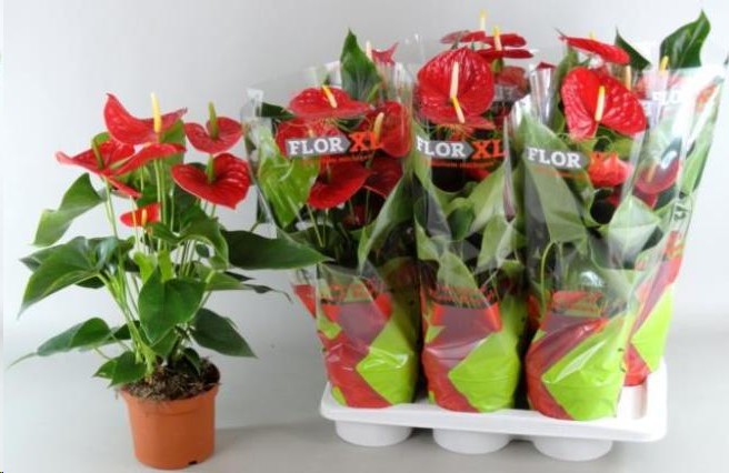 P. Anthurium An Michigan XXL 17/65cm x6 6+ Flor.