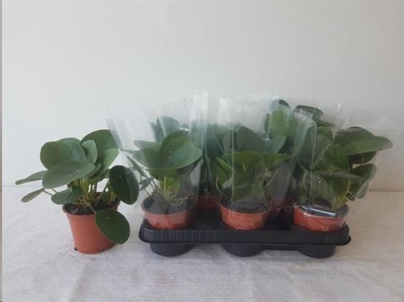 P. Pilea peperomioides 11/25cm x8