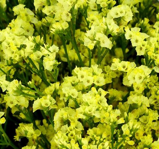 Limonium Hol. Pineap Dia. 70cm 30gr x25 Am.