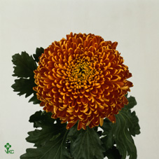 Uniflor Deco Hol. Tom Pearce 85cm 125gr