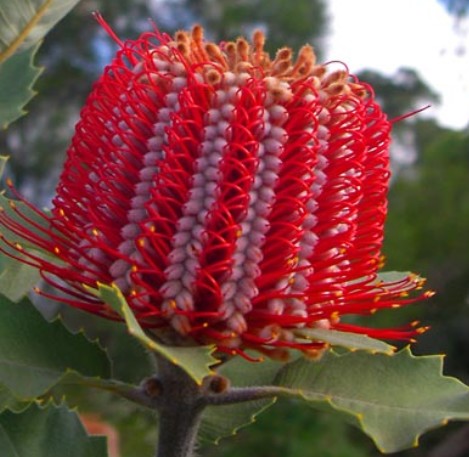 Protea Bankasia 40cm