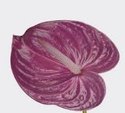 Anthurium Hol. Milanello 13  "CC12"