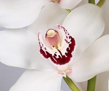 Cymbidium Love Me 80cm Bl.