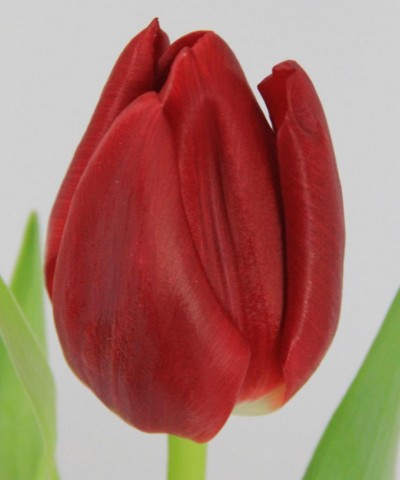 Tulipan Hol. Escape Rojo 40cm "T50"