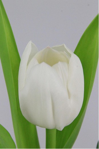 Tulipan Hol. Royal Virgin 40cm Bl. "T50"