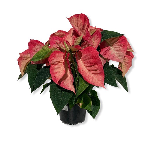 P. Poinsetia Nac. Ice Cristal 15/45cm x7