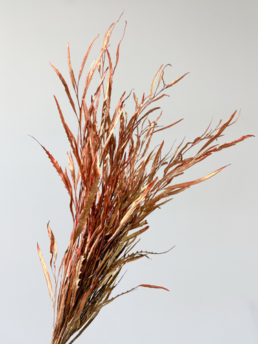 Grevillea Tintada Cobre 75cm 200gr