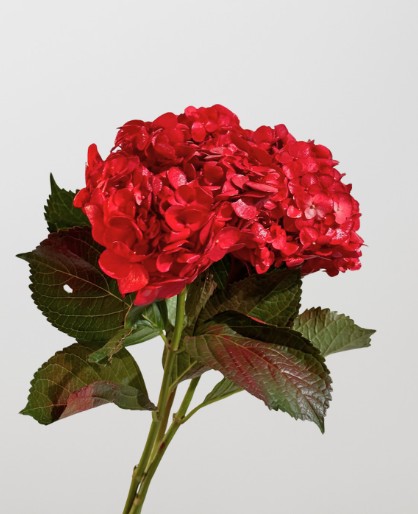 Hortensia  Select Tint. Rojo 60cm 15/16