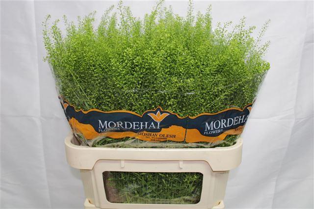 Lepidium Thlaspy Green Bell 80cm 45gr "T25"