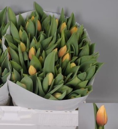 Tulipan Hol. Marit 35cm Rs.