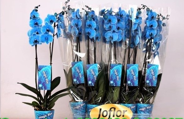 P. Phalaenopsis Ov. Azul 12/80cm   2T x10 -Joflor-