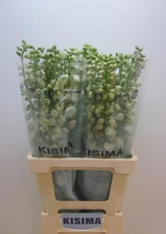 Delphinium Hol. El Guard White 70cm "x10 tallos"