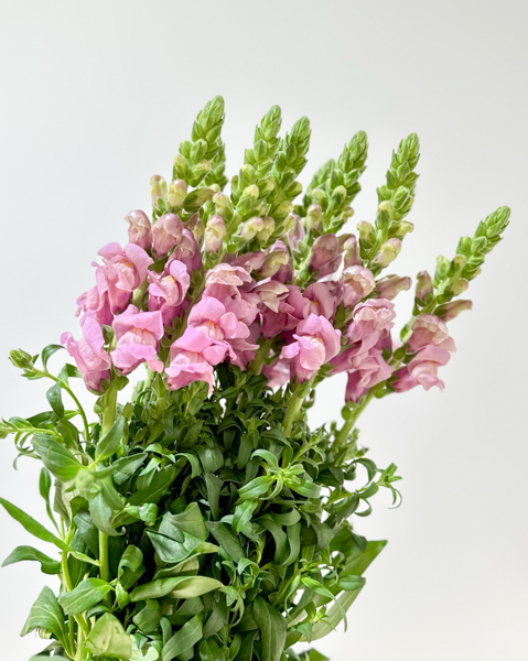 Antirrhinum Hol. Poto Lavander 80cm