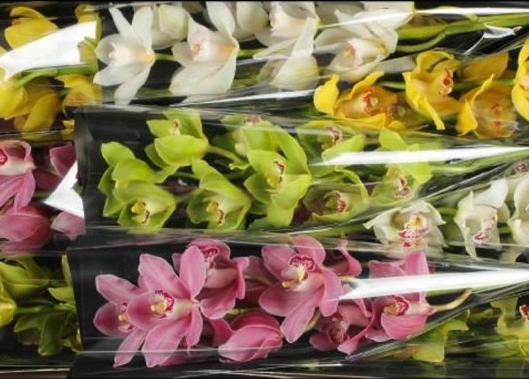 Cymbidium Mixta 60cm " Seven O.  "