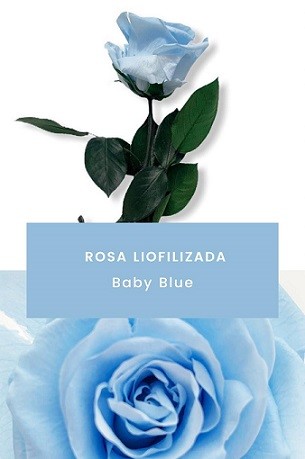 FLORES | almacén de flor - Mayorista de flores. - Liofilizados, Secos y  Ramajes - Liofilizado Rosas - Rosa Liofilizada Kiara Azul Cielo Ø6.5x57Hcm