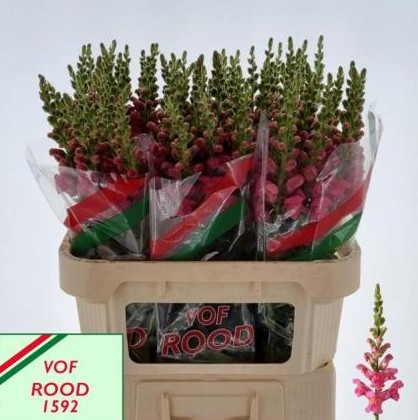 Antirrhinum Hol. Poto Rose 80cm