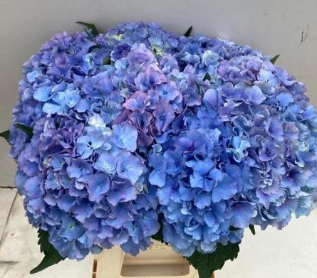 Hortensia Hol. Royal Parade 60cm 18/20 Azul