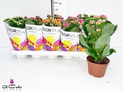 P. Kalanchoe B Ge Mixta 5KL "CC10" 12/25cm