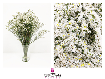 Limonium Hol. Mountain Dia 60cm 25gr x25 Bl.