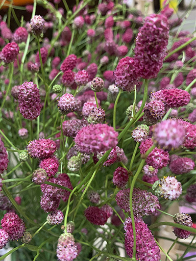 Sanguisorba Officinalis Arnhem 100cm x10