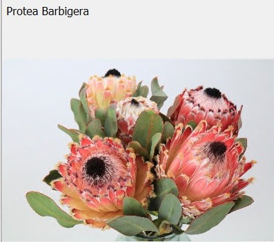 Protea Barbigera 50cm