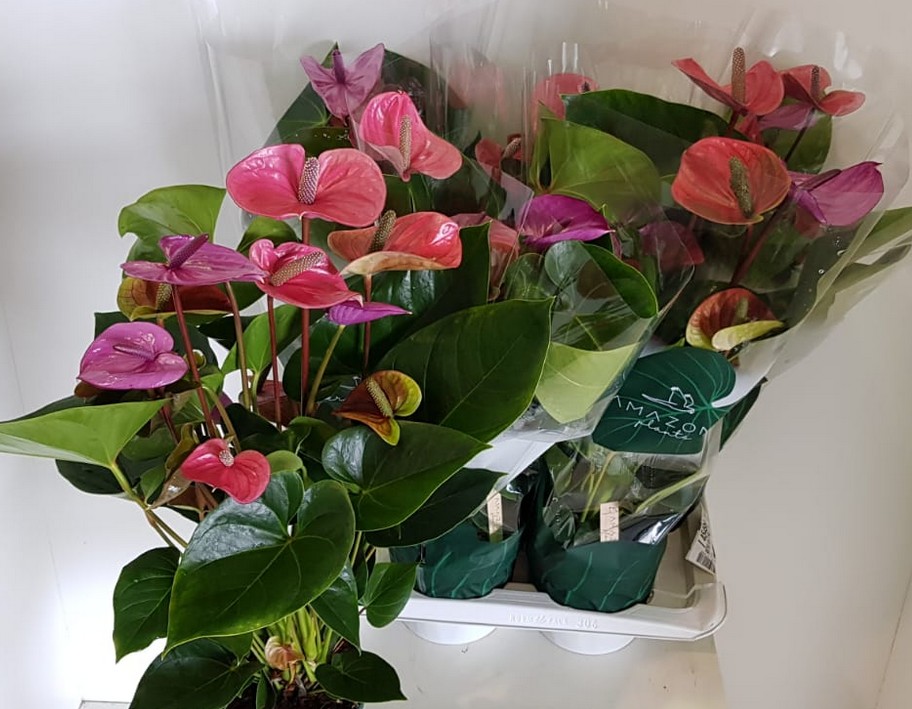 P. Anthurium An Cavalli 17/65cm x6   5-flores