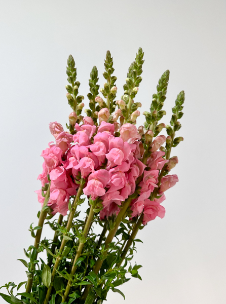 Antirrhinum Hol. Poto Pink 75cm