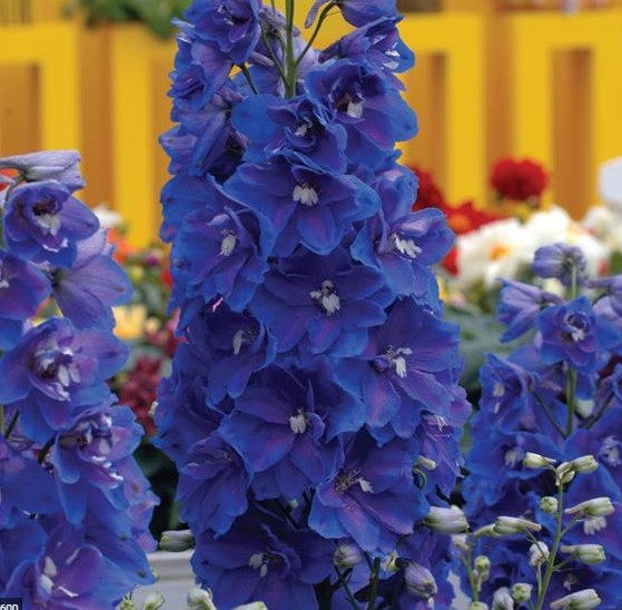 Delphinium Hol. El Guardian Blue 80cm "T10"