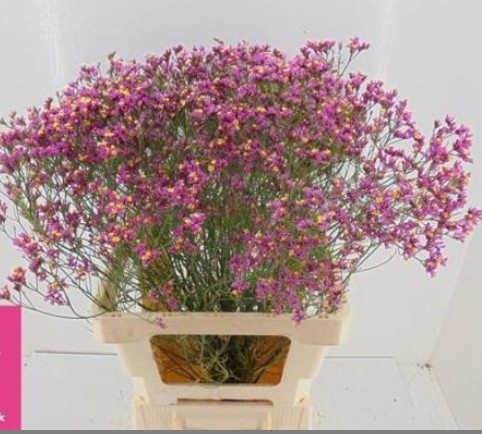 Limonium Hol. Tiffany Diamond 70cm 30gr "T25" Rs