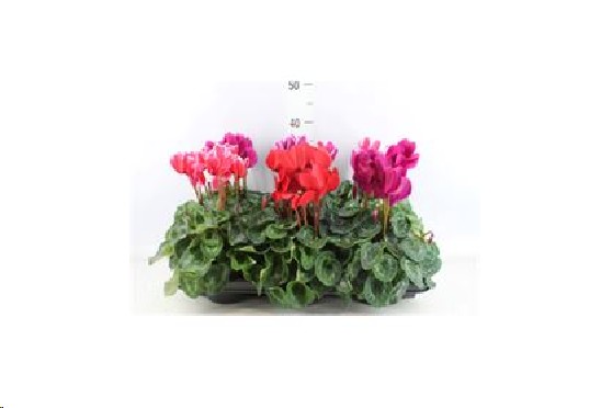 P. Cyclamen Gr Rainer 13/30cm "CC6"