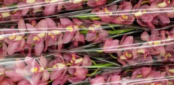 Cymbidium Traffic 80cm Rs