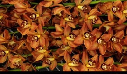 Cymbidium Soweto 80cm Nj.