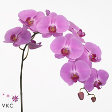 Phalaenopsis Victori Princes x25