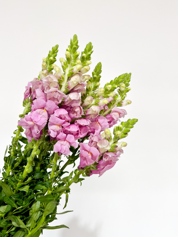 Antirrhinum Nac. Lavanda 70cm