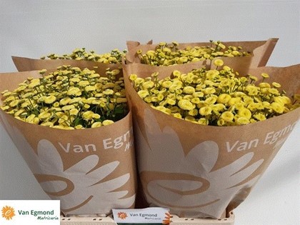 Tanacetum Hol. Pa Amazone 60cm 650gr x25 (Egmond)