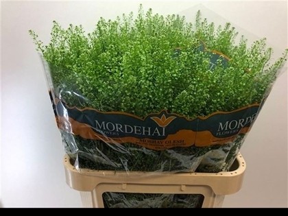 Lepidium Thlaspy Green Bell 80cm 35gr x25