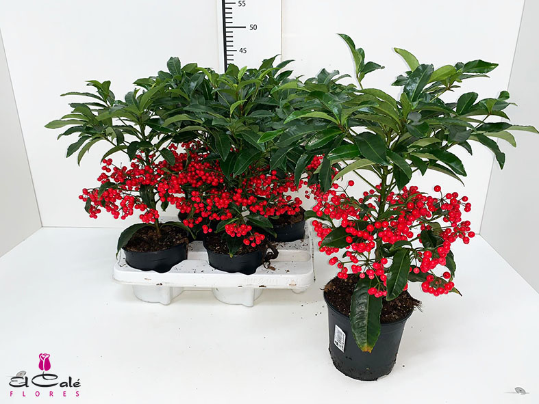 P. Ardisia Crenata Rojo 14/45m "CC4"