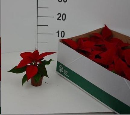 P. Poinsetia P Chr F Red 7/12cm "CC18"