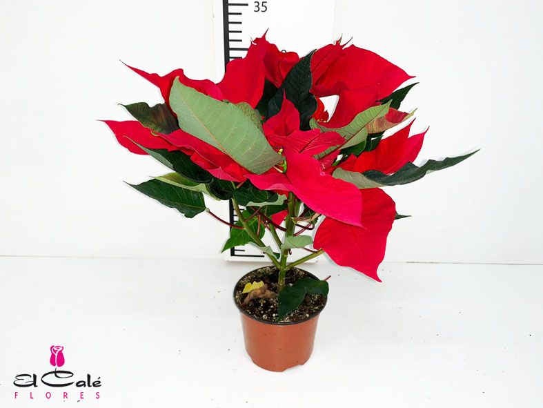 P. Poinsetia Nac. 10.5/25cm "CC15"