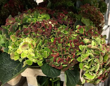 Hortensia Hol. Magic Opal Cl. 60cm 15/18