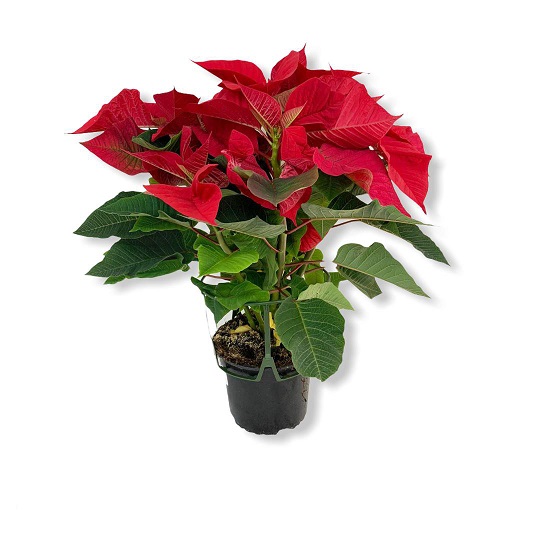 P. Poinsetia Nac. Premium 14/45cm "CC7"