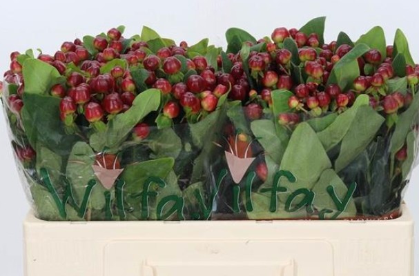 Hypericum Hol. Cherry 50cm "T25" Marron