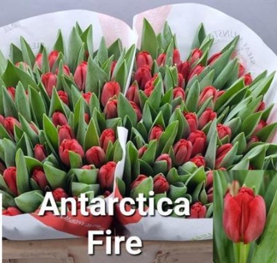 Tulipan Hol. Antarctic Fire 40cm Rj.