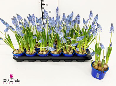 P. Muscari Armeniacum 9/15cm "CC18"