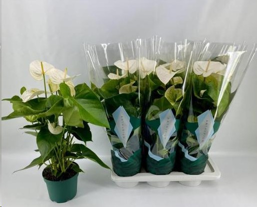 P. Anthurium An Samora 17/65cm x6  5-Flores -Amazoneplant-