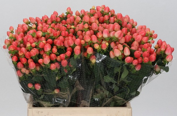 Hypericum Hol. Royal Princess 40cm "T25" Rs