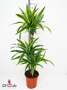 P. Dracena Nac. Lemon Lime 20/110cm 3.P (30/60/110)