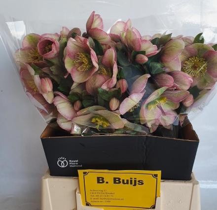 Helleborus Baylis Blush 40cm