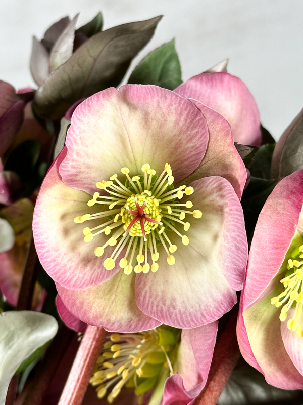 Helleborus Pennys Pink 45cm