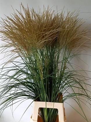 Miscanthus Sinensis Ov. 80cm x10